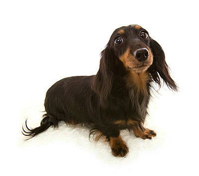 ピリカ シルバーダップル ピリカ シルバーダップル