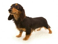 エルナ ブラック&タン エルナ ブラック&タン